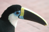 White-throated Toucan (Ramphastos tucanus)