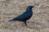 Lesser Blue-eared Starling (Lamprotornis chloropterus)