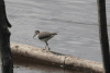 Spotted Sandpiper (Actitis macularius)