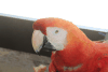 Scarlet Macaw (Ara macao)