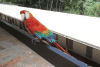 Scarlet Macaw (Ara macao)