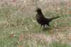 Common Blackbird (Turdus merula)