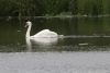 Mute Swan (Cygnus olor)