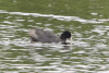 Eurasian Coot (Fulica atra)