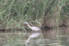 Western Grey Heron (Ardea cinerea cinerea)