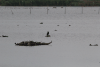 Continental Great Cormorant (Phalacrocorax carbo sinensis)