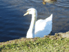 Mute Swan (Cygnus olor)