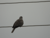 Eurasian Collared Dove (Streptopelia decaocto)