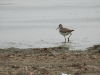 Common Greenshank (Tringa nebularia)