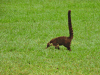 White-nosed Coati (Nasua narica)