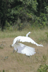 American Great Egret (Ardea alba egretta)