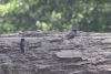 White-banded Swallow (Atticora fasciata)