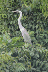 Cocoi Heron (Ardea cocoi)