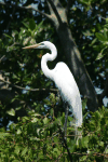 Birds in Honduras