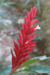 Red Ginger (Alpinia purpurata)