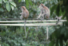 Macaca fascicularis