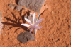 Desert Flower