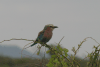 Lilac-breasted Roller ssp. caudatus (Coracias caudatus caudatus)