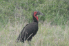 Southern Ground Hornbill (Bucorvus leadbeateri)