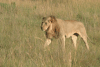 Panthera leo