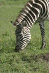 Equus quagga boehmi