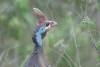 Reichenow's Helmeted Guineafowl (Numida meleagris reichenowi)