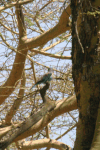 Lilac-breasted Roller ssp. caudatus (Coracias caudatus caudatus)