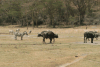 Cape Buffalo (Syncerus caffer caffer)