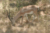 Southern Grant's Gazelle (Nanger granti granti)