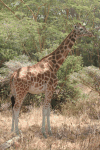 Rothschild's Giraffe (Giraffa camelopardalis rothschildi)