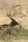 Defassa Waterbuck (Kobus ellipsiprymnus defassa)