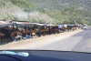 Roadside Stands Selling Oranges