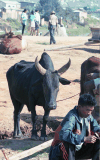 Watusi Cattle (Bos taurus africanus)