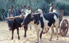 Watusi Cattle Drawn Cart