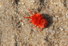 Giant Velvet Mite (Dinothrombium sp.)