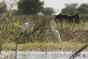 African Great Egret (Ardea alba melanorhynchos)