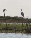 Western Little Egret (Egretta garzetta garzetta)