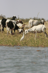 Western Cattle Egret Herd