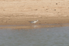 Common Greenshank (Tringa nebularia)