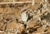 Brown-veined White (Belenois aurota aurota)