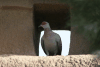 Speckled Pigeon (Columba guinea)