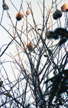 Village Weaver Nests