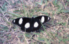 Danaid Eggfly (Hypolimnas misippus)