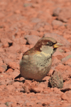 House Sparrow (Passer domesticus)