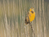 Eastern Meadowlark (Sturnella magna)