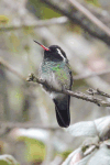 White-eared Hummingbird (Basilinna leucotis)