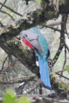 Mountain Trogon (Trogon mexicanus)