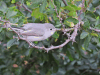 Blue-gray Gnatcatcher (Polioptila caerulea)