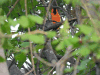 Streak-backed Oriole (Icterus pustulatus)