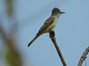 Nutting's Flycatcher (Myiarchus nuttingi)